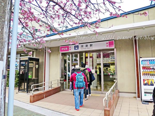 河津櫻祭 (8).JPG