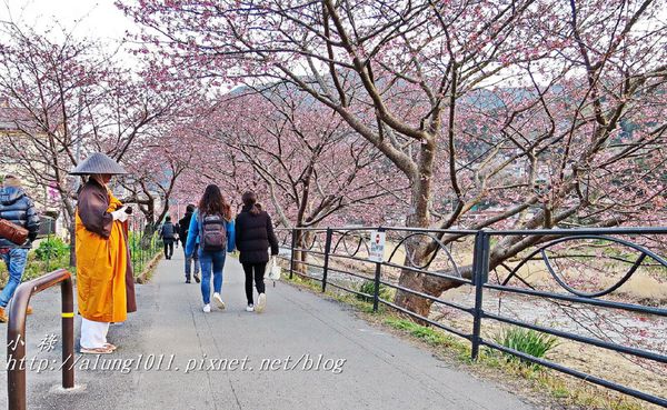 河津櫻祭 (87).jpg