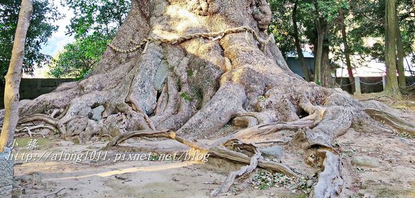 河津櫻祭 (80).JPG