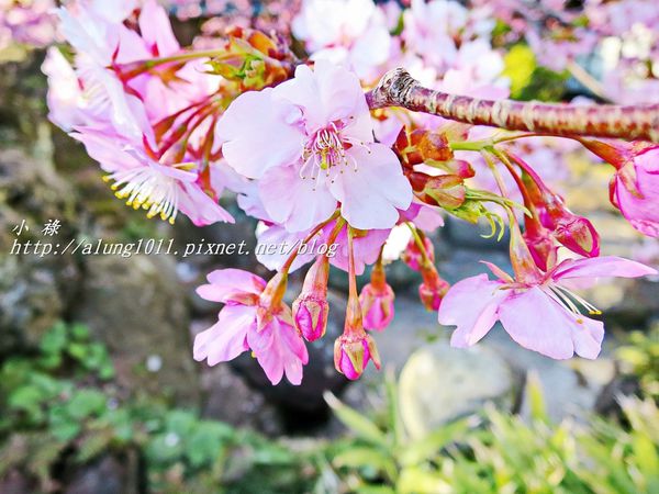 河津櫻祭 (68).JPG