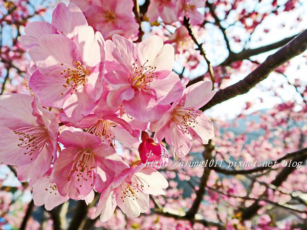 河津櫻祭 (92).JPG