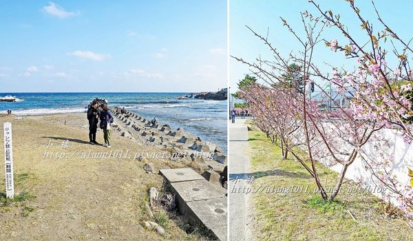 河津櫻祭 (50).jpg