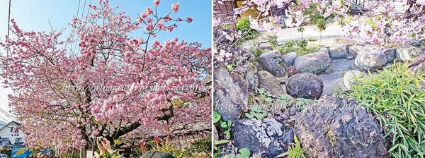 河津櫻祭 (66).jpg