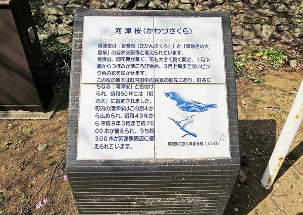 河津櫻祭 (14).JPG