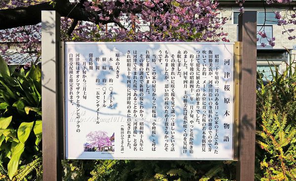 河津櫻祭 (65).JPG