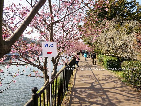 河津櫻祭 (103).jpg