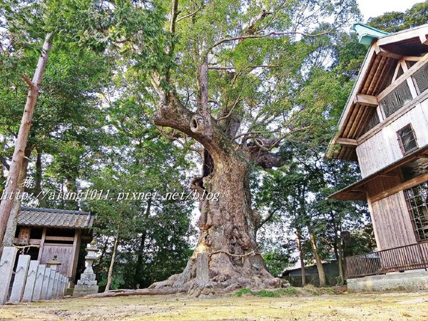 河津櫻祭 (78).JPG