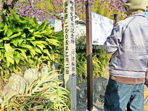 河津櫻祭 (64).JPG