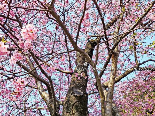 河津櫻祭 (67).JPG