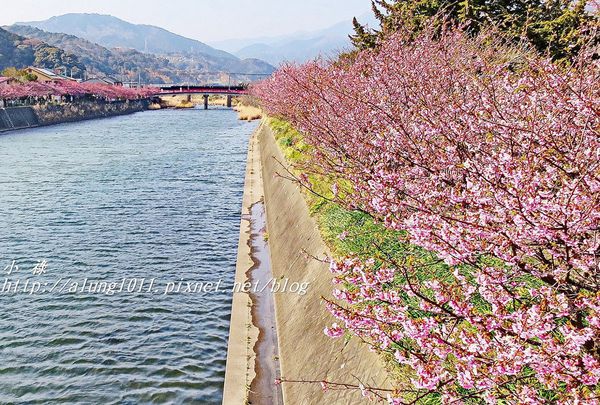 河津櫻祭 (46).jpg