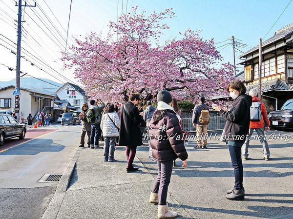 河津櫻祭 (63).JPG