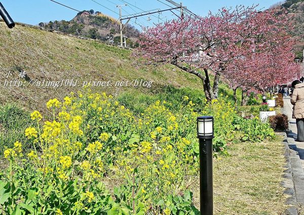 河津櫻祭 (17).JPG