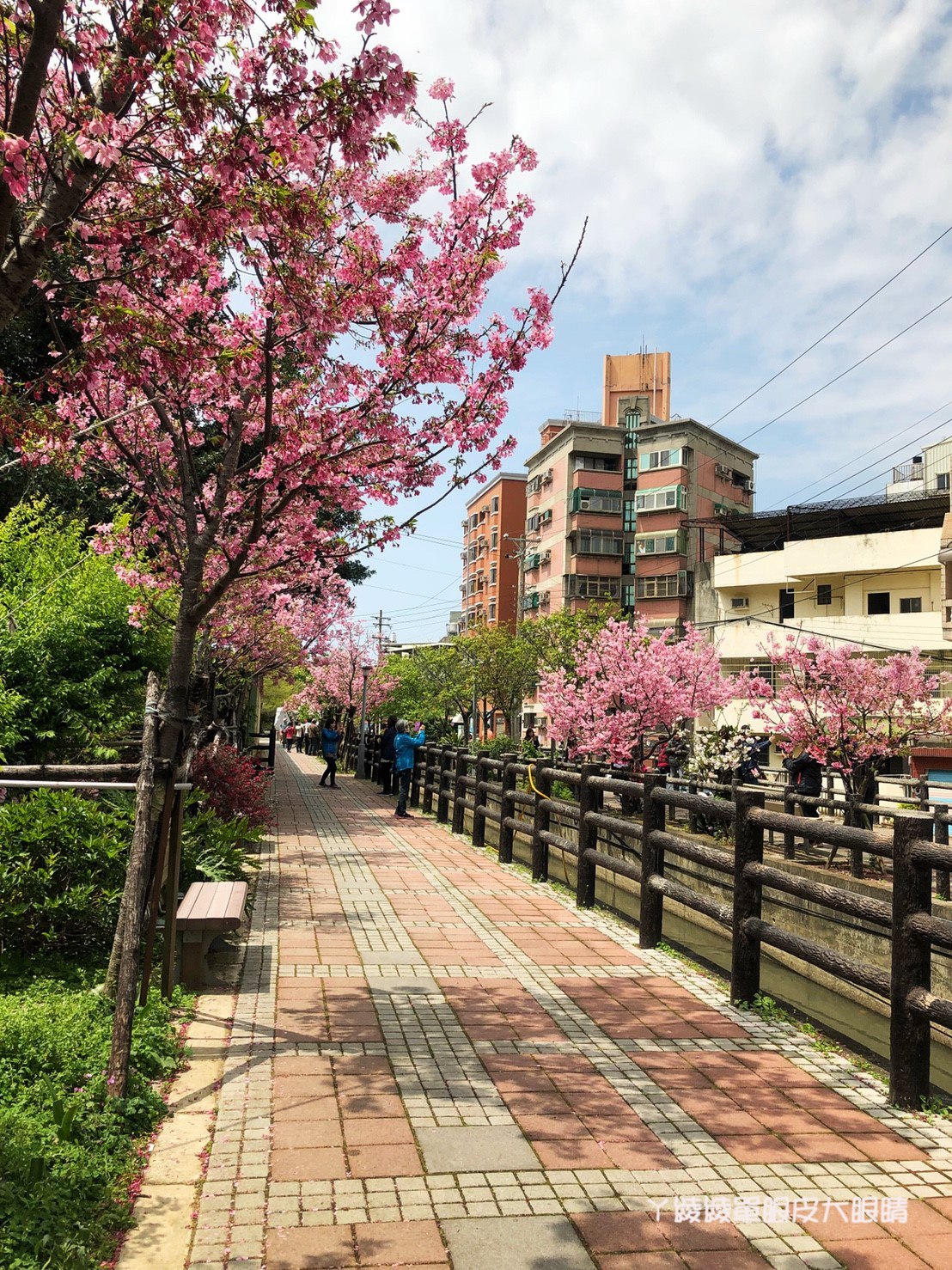 新竹免費賞櫻新熱點｜新竹東南街櫻花步道，建華里粉紅色小徑最新花況