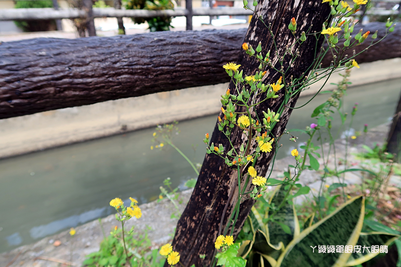 新竹免費賞櫻新熱點｜新竹東南街櫻花步道，建華里粉紅色小徑最新花況