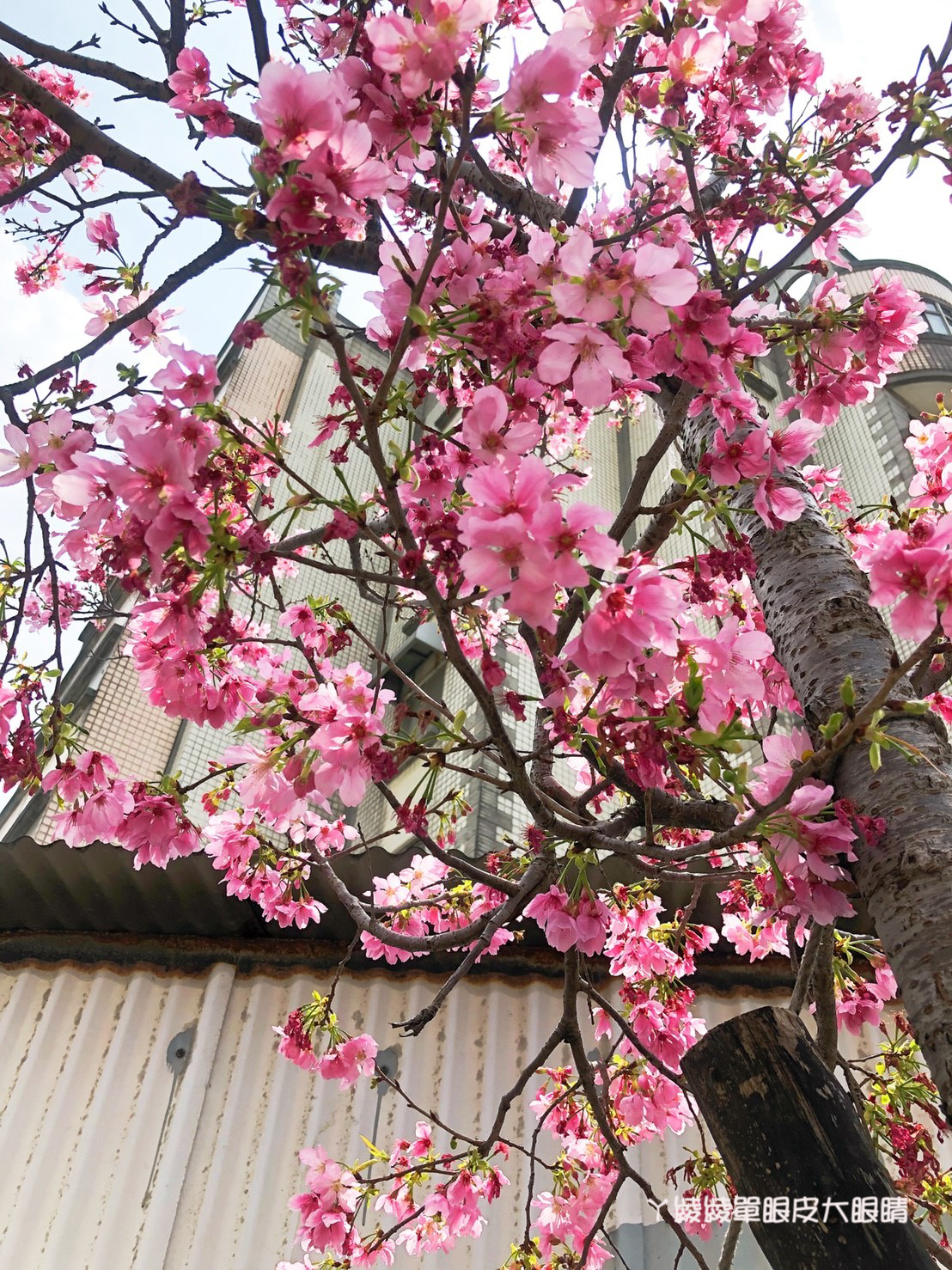 新竹免費賞櫻新熱點｜新竹東南街櫻花步道，建華里粉紅色小徑最新花況