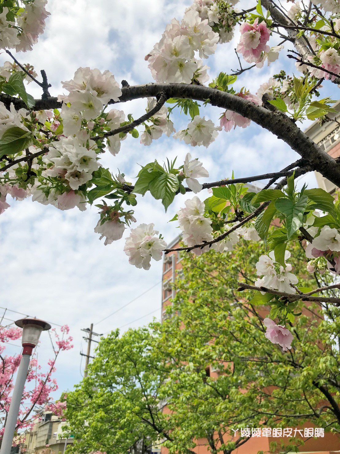 新竹免費賞櫻新熱點｜新竹東南街櫻花步道，建華里粉紅色小徑最新花況