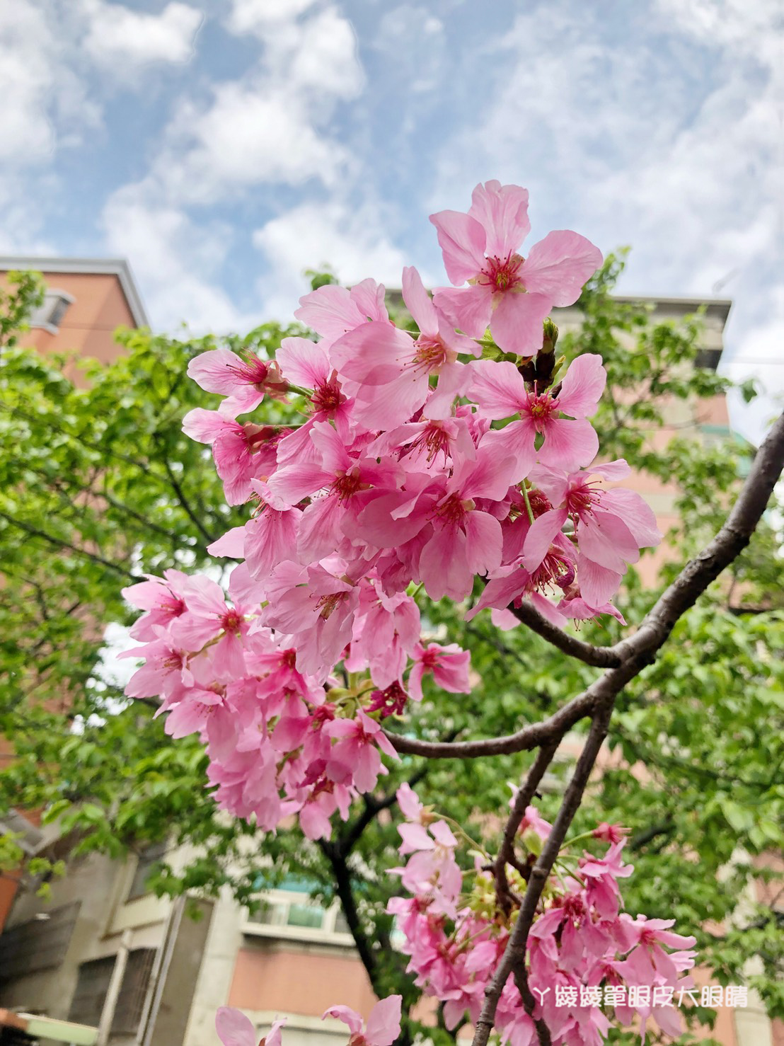 新竹免費賞櫻新熱點｜新竹東南街櫻花步道，建華里粉紅色小徑最新花況