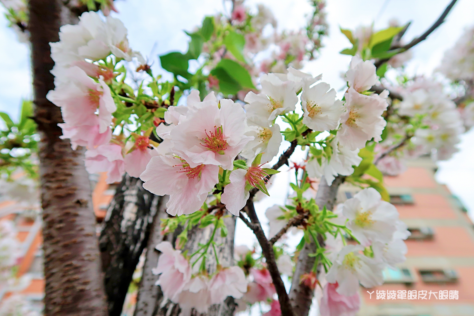 新竹早餐推薦｜早安公雞農場晨食！新竹東南街櫻花步道附近，霸氣又美味的槍客牛仔雞腿排老麵堡