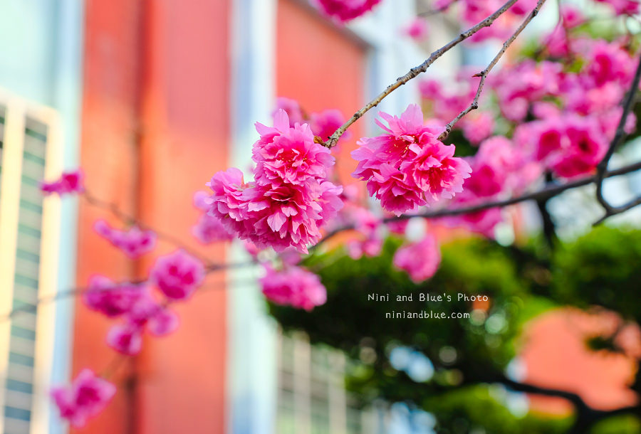 合作金庫櫻花.台中火車站05