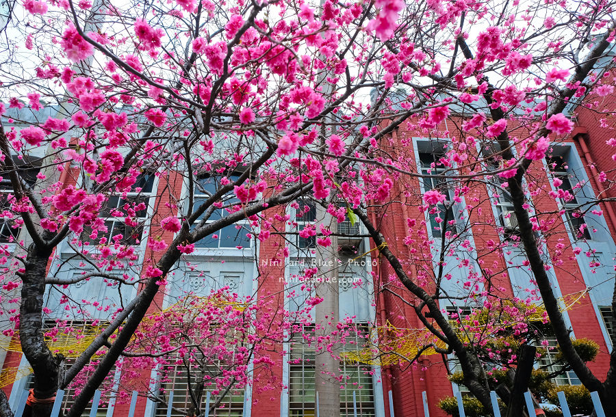 合作金庫櫻花.台中火車站15