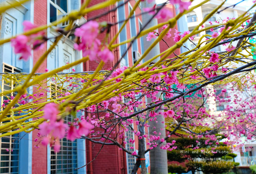 合作金庫櫻花.台中火車站02