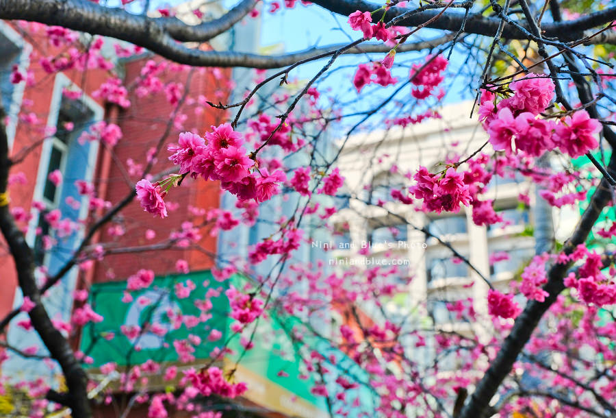合作金庫櫻花.台中火車站01