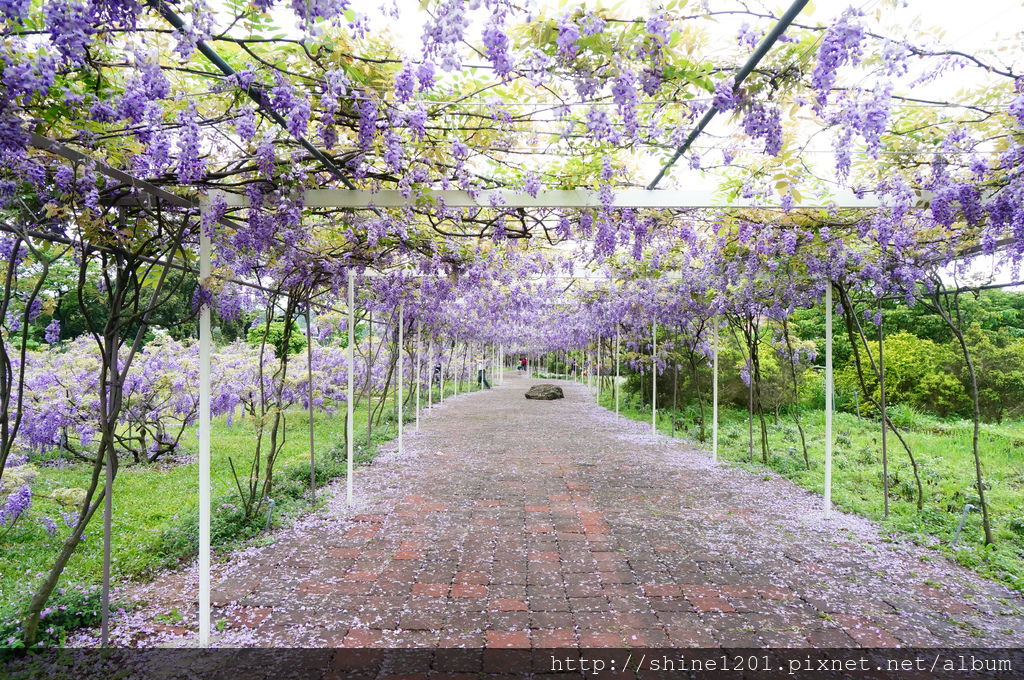 淡水亞太飯店 淡水景點 淡水美食 賞櫻紫藤花 三生步道桐花 沙崙沙灘 六塊厝漁港 老梅綠石槽