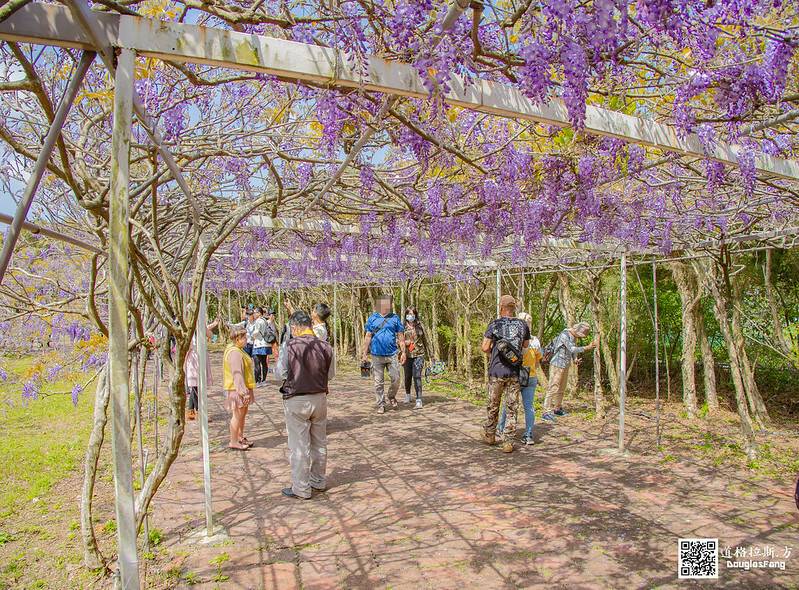 【遊記】新北淡水紫藤咖啡園(二店水源園區) (15)