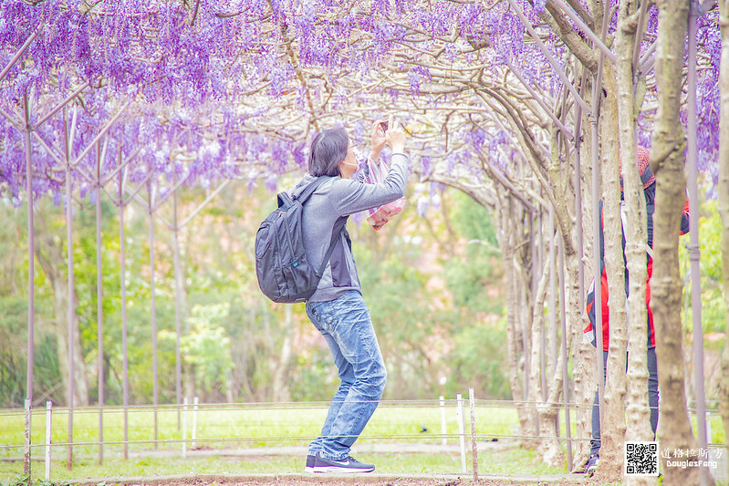 【遊記】新北淡水紫藤咖啡園(二店水源園區) (40)