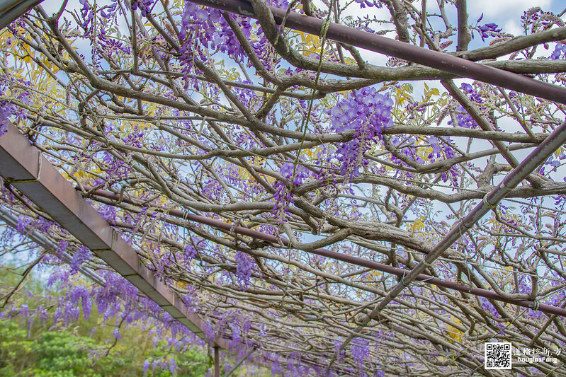 【遊記】新北淡水紫藤咖啡園(二店水源園區) (26)