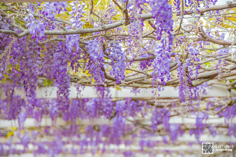 【遊記】新北淡水紫藤咖啡園(二店水源園區) (16)