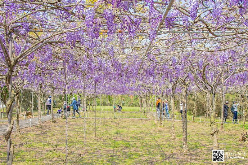 【遊記】新北淡水紫藤咖啡園(二店水源園區) (6)