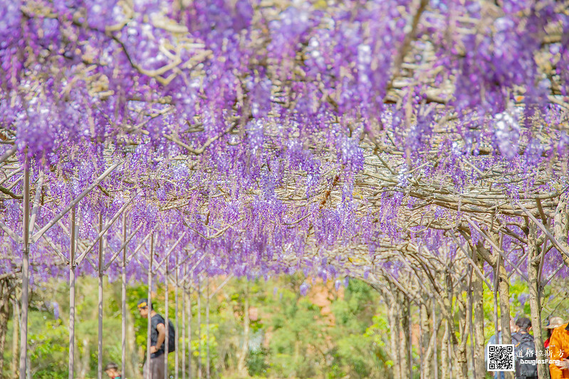 【遊記】新北淡水紫藤咖啡園(二店水源園區) (5)