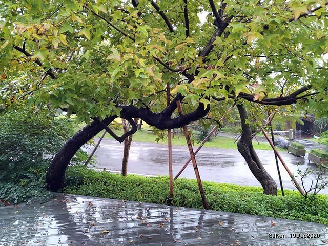 「 Starbucks Coffee 淡水雲門店」, Tamsui, Hsinpei, Dec 19, 2020. SJKen