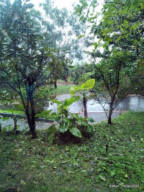 「 Starbucks Coffee 淡水雲門店」, Tamsui, Hsinpei, Dec 19, 2020. SJKen