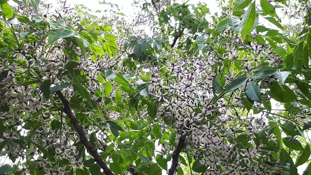 20180325_120002.jpg - 2018陽明山櫻花季