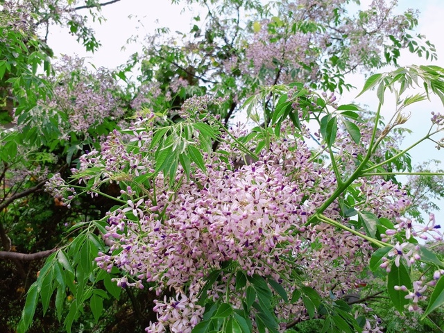 2018-03-25-11-45-59.jpg - 2018陽明山櫻花季