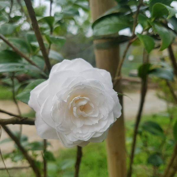 美力媽帶著孩子去露營,親子露營,湖畔露營,鯉魚潭露營,星空露營