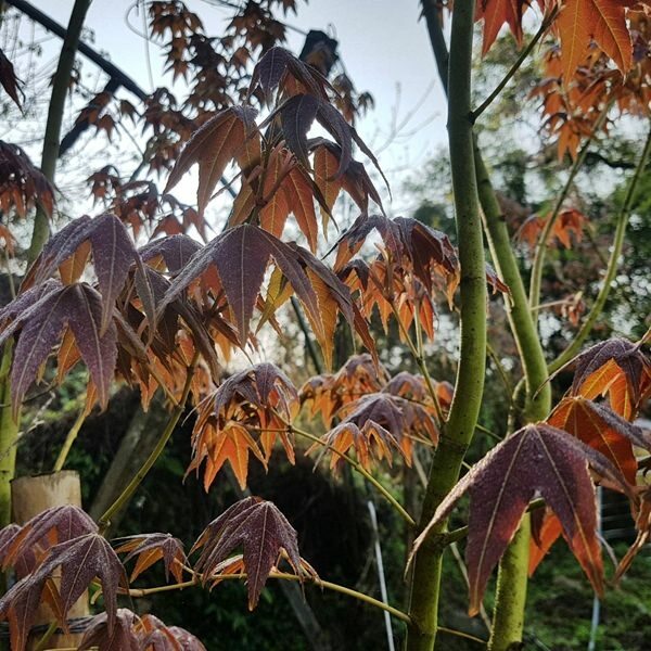 美力媽帶著孩子去露營,親子露營,湖畔露營,鯉魚潭露營,星空露營