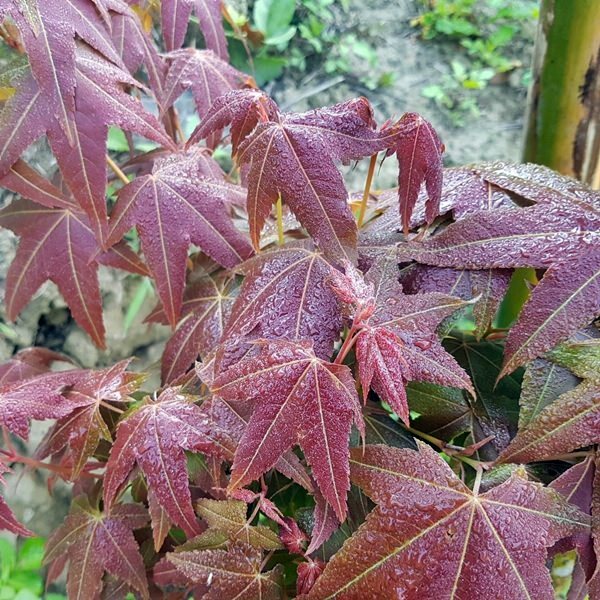 美力媽帶著孩子去露營,親子露營,湖畔露營,鯉魚潭露營,星空露營