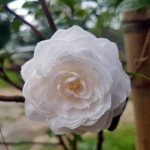 美力媽帶著孩子去露營,親子露營,湖畔露營,鯉魚潭露營,星空露營