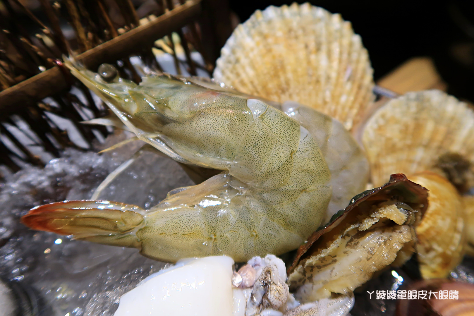 新竹火鍋推薦極鼎鮮鍋物！活跳跳的波士頓龍蝦自己撈，大肉盤吃到不要不要，巨城附近新開幕東大路上火鍋