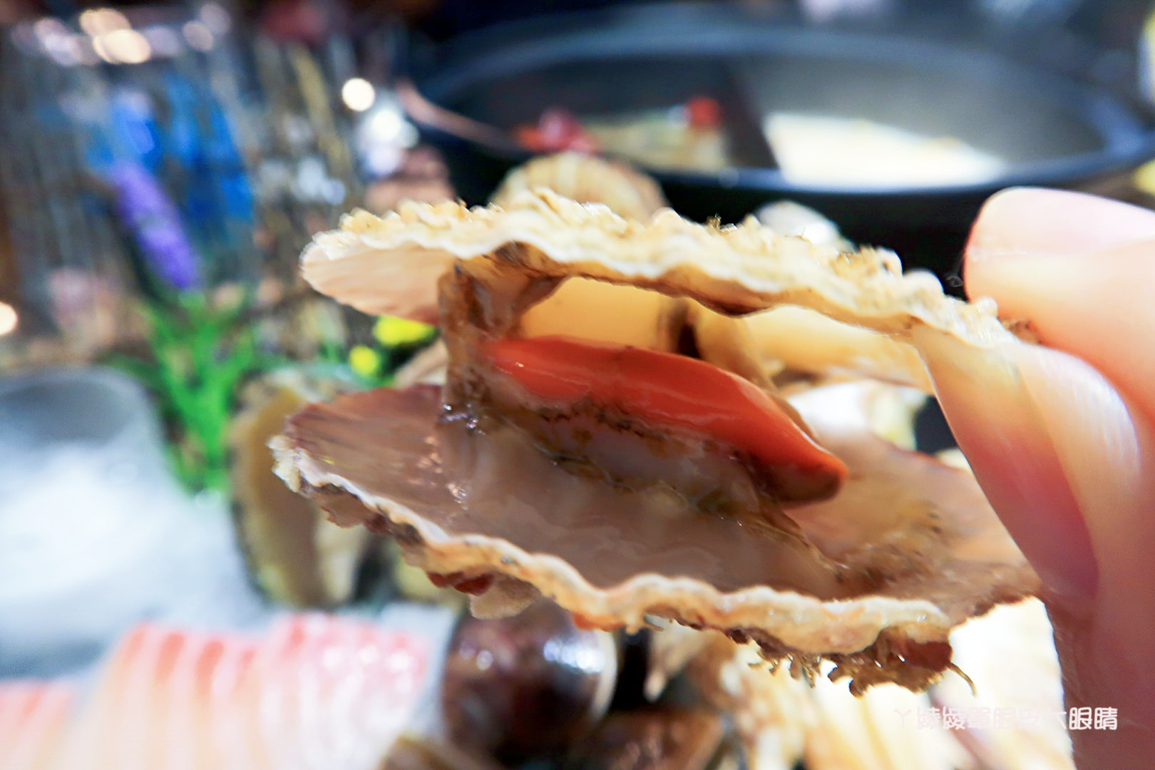 新竹火鍋推薦極鼎鮮鍋物！活跳跳的波士頓龍蝦自己撈，大肉盤吃到不要不要，巨城附近新開幕東大路上火鍋