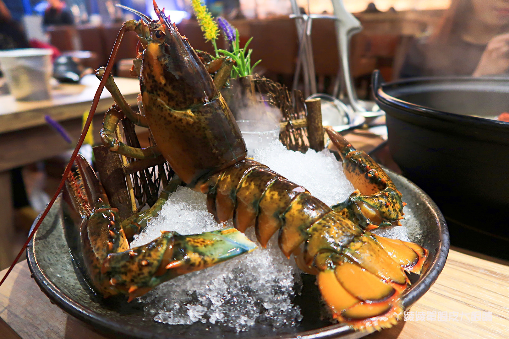 新竹火鍋推薦極鼎鮮鍋物!活跳跳的波士頓龍蝦自己撈,大肉盤吃到不要不要,巨城附近新開幕東大路上火鍋