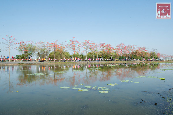 芳榮米廠：【臺南美食】花現臺南越光米，千人於木棉花道手作長壽司~臺南越光米(臺南16號品種)