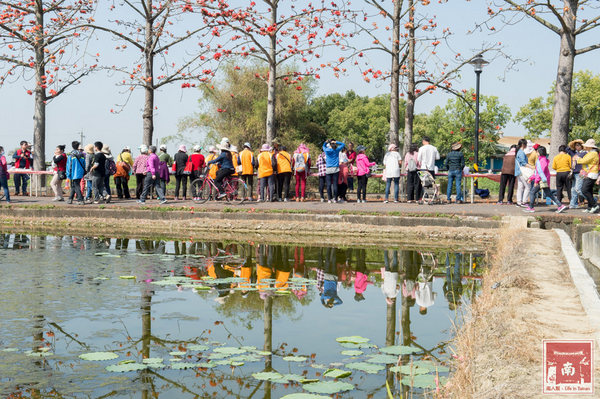 芳榮米廠：【臺南美食】花現臺南越光米，千人於木棉花道手作長壽司~臺南越光米(臺南16號品種)