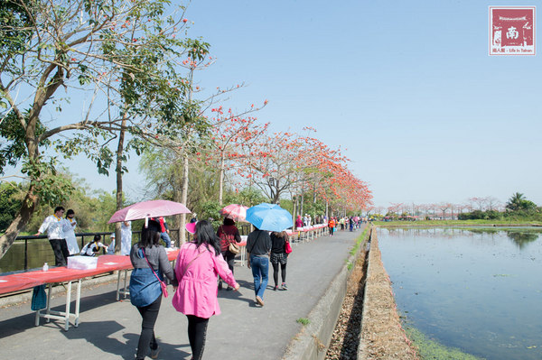 芳榮米廠：【臺南美食】花現臺南越光米，千人於木棉花道手作長壽司~臺南越光米(臺南16號品種)