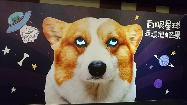萌系星球 汪喵特展：高雄夢時代~萌系星球 汪喵特展~鏟屎官必逛~多種趣味體驗~可愛貓狗陪伴~好拍到嫑嫑~免費展覽錯過可惜~