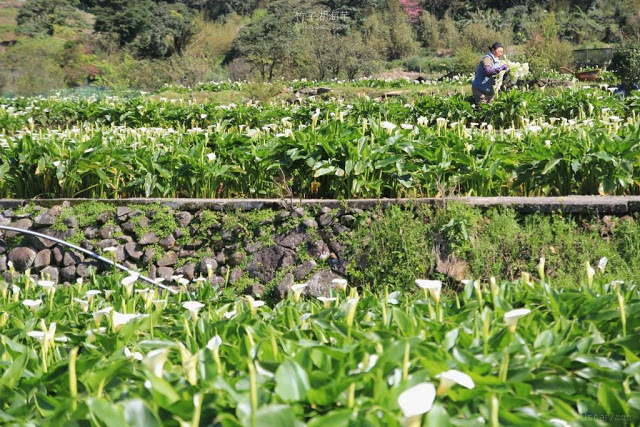 2018 竹子湖海芋季-12