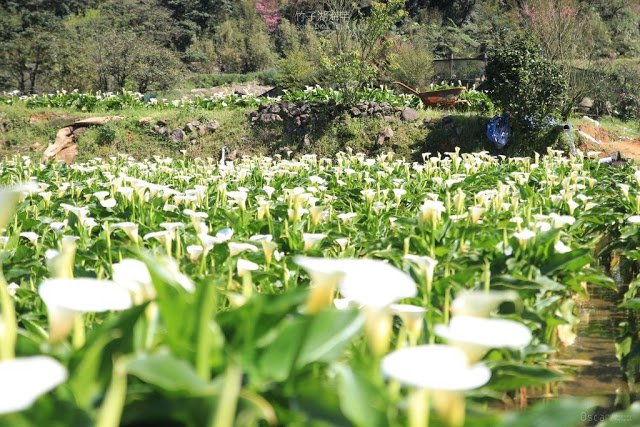 2018 竹子湖海芋季-15